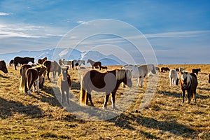 Autumn scenery with typical Icelandic horses in the north of Iceland