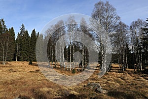 Autumn scenery in the vicinity of Modrava, Czech republic