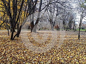 Autumn scenery. View of park autumn landscape on a sunny day. Park ground covered with fallen, yellow leaves and naked trees after