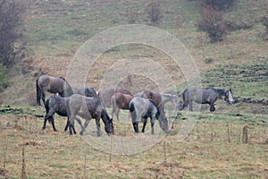 Autumn scenery with wild horses in nature