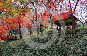 Autumn scenery of a wooden gazebo covered by a thatched roof under fiery maple trees in the beautiful forest of Rikugi-en Park