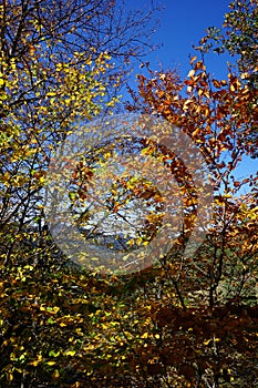 Autumn scenes from Yedigoller, Bolu/Turkey