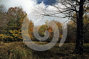 Autumn Scenic @ Dolly Sods