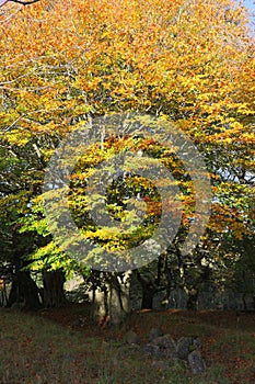 Autumn in Scotland