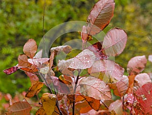 Autumn scummy leaf