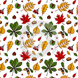 Autumn seamless pattern with leaves, acorns, nuts, berries isolated on white background. Hand drawn colored sketch vector