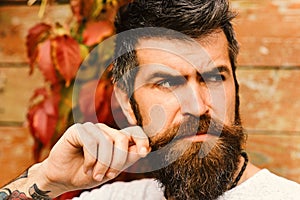 Autumn season and beauty concept. Guy posing near red leaves on wall. Macho with beard