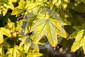 Autumn season begins, the leaves of the trees begin to yellow and dry texture pattern of a plant leaf