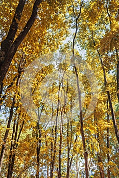 Autumn season big tree