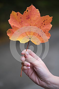 Autumn season celebrated with a red leaf in a female hand