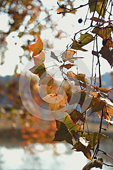 Autumn season with a changing Maple leaf photo