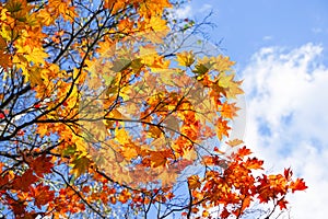 Autumn season colorful of leaves