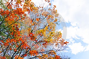 Autumn season colorful of leaves