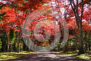 Autumn season colorful of leaves in Japan
