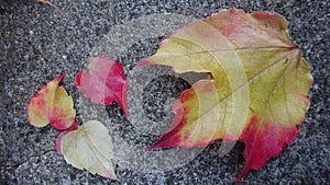 Autumn season colours in France