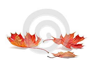 Autumn season concept, maple leaf isolated on white background