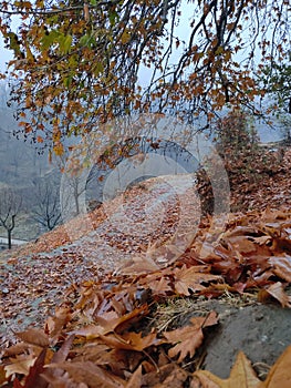 Autumn season,fall,colourful leaves,chinar leaves,chinar tree,autumn in kashmir,