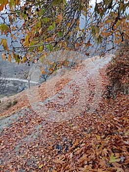 Autumn season,fall,colourful leaves,chinar leaves,chinar tree,autumn in kashmir,