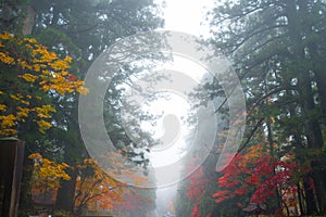 Autumn season and fog of Toshogu Shrine