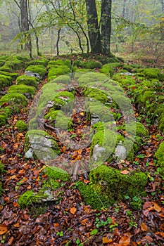 Autumn season in the forest