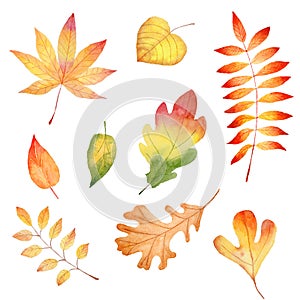 Autumn season forest leafage watercolor raster illustrations set photo