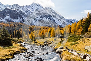 Autumn season with golden larche trees with brook into the Lake Viola