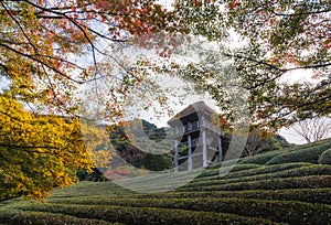 Autumn season,green dwarf plants in the japanese garden and view