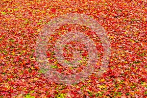 Autumn Season. green grass and autumn red, yellow, orange maple leaves fall on floor under the tree