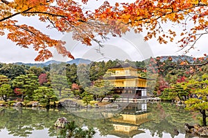 Autumn season of Kinkakuji Temple The Golden Pavilion in Kyoto, Japan