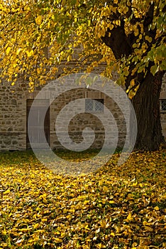 Autumn season, the lawn covered with yellow and orange colored leaves