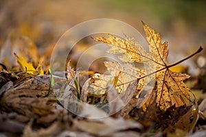 Autumn season leaf