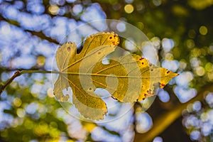 Autumn season leaf turning yellow