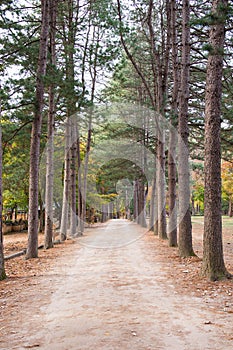 Autumn season in Nami Island