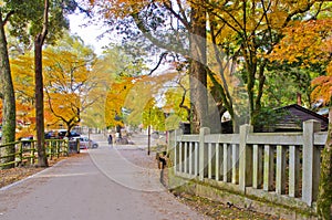 Autumn season in Nara park.