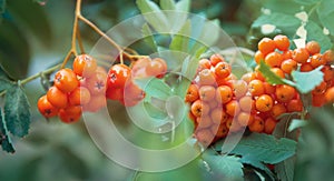 Autumn season natural background with green leaves and orange Rowan berries, selective focus