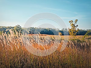 Autumn season nature with foxtail reed swaying in the wind, picturesque countryside view