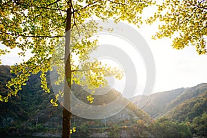 Autumn season outside Nami island, South Korea