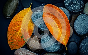 Autumn season and peaceful concepts. Orange leaf on river stone