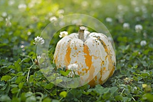 autumn season. pumpkin in blooming clover . Pumpkin harvest.Farmed organic pure vegetables. Growing pumpkin.