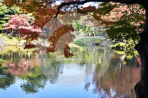 Autumn season Tokyo Koishikawa Korakuen garden red maple tree colorful park