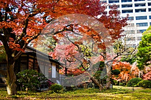 Autumn season Tokyo Koishikawa Korakuen garden red maple tree colorful park