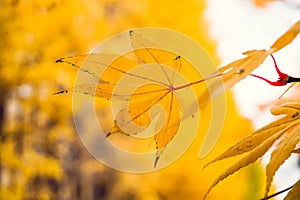 Autumn season of tree and leaves