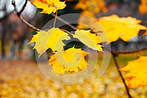 Autumn season of tree and leaves