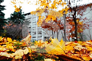 Autumn season of tree and leaves