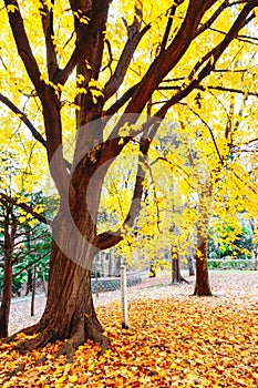 Autumn season of tree and leaves