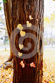 Autumn season of tree and leaves