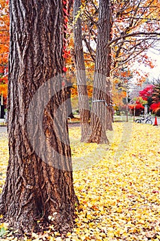 Autumn season of tree and leaves