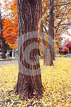 Autumn season of tree and leaves