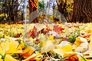 Autumn season of tree and leaves