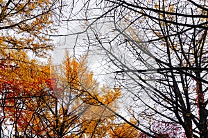 Autumn season of tree and leaves